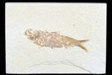 Detailed Fossil Fish (Knightia) - Wyoming #173754-1